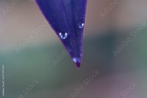 drops of dew on a flower photo