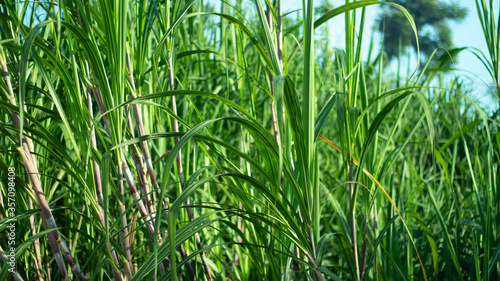 Green sugar cane field farm