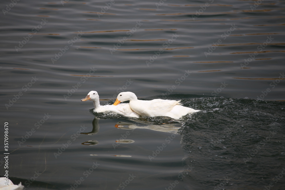 Fototapeta premium ducks mating 