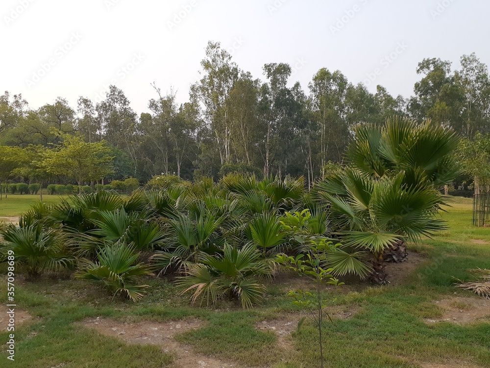 palm trees in the garden palm trees in the garden