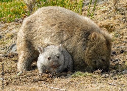 Mother and baby wombat joey in Tasmania Australia photo
