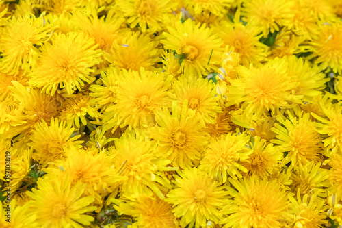 Surface of yellow dandelions.