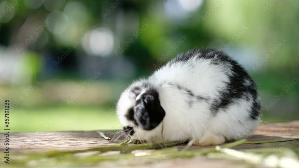 rabbit eating grass with bokeh background, bunny pet, holland lop
rabbit eating grass with bokeh background, bunny pet, holland lop