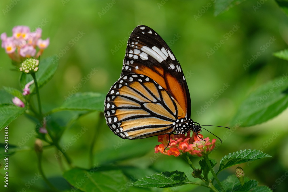 Butterfly perched on a clear leaf in the park Butterfly perched on a clear leaf in the park