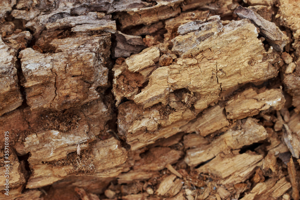 Tree texture background Tree texture background