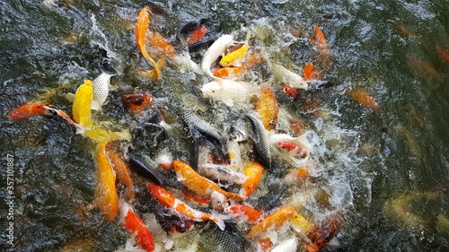 japanese koi fish