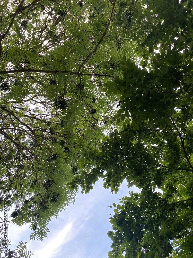 Fototapeta premium trees in the forest