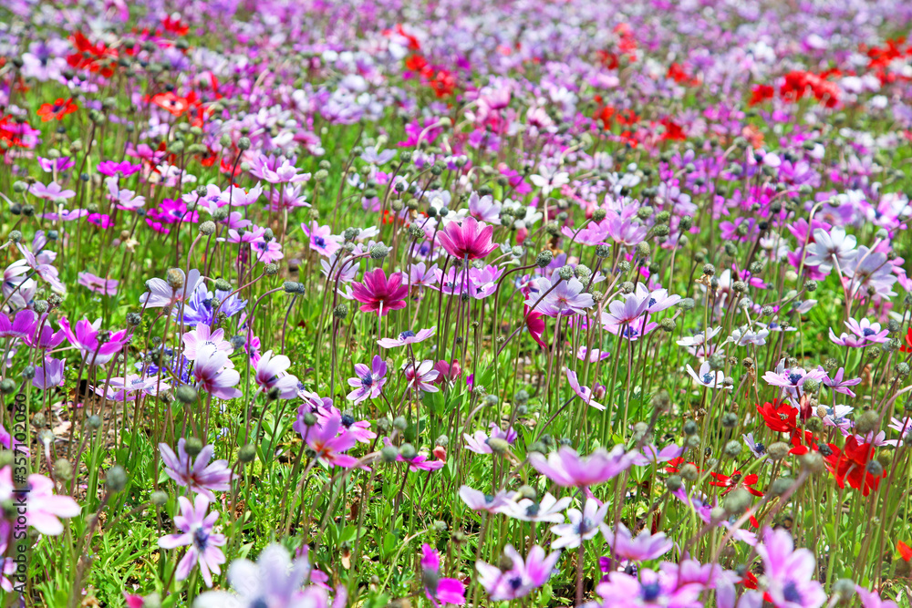 Wild flowers in a meadow at teh Shibazakura Festival in Japan.