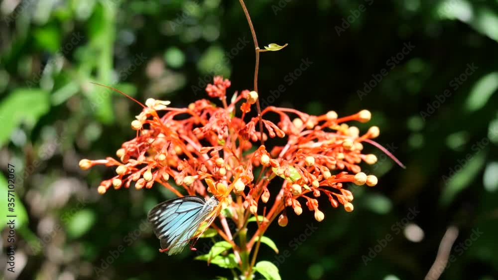 Ixora Cibdela Craib blossom with The Common Wanderer butterfly suck nectar from pollen, Black pattern on blue wing of tropical insect in Thailand Ixora Cibdela Craib blossom with The Common Wanderer butterfly suck nectar from pollen, Black pattern on blue wing of tropical insect in Thailand