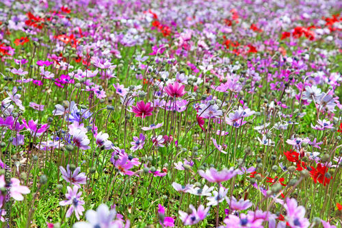 Wild flowers in a meadow at teh Shibazakura Festival in Japan. © LilyRosePhotos