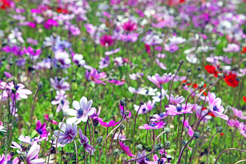 Wild flowers in a meadow at teh Shibazakura Festival in Japan.