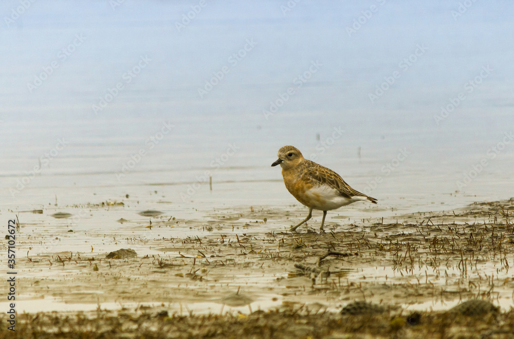 New Zealand Dotterel Bird at Scandrett Beach Auckland New Zealand; Wildlife at Regional Park; the birds are protected New Zealand Dotterel Bird at Scandrett Beach Auckland New Zealand; Wildlife at Regional Park; the birds are protected