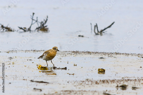 New Zealand Dotterel Bird at Scandrett Beach Auckland New Zealand; Wildlife at Regional Park; the birds are protected photo