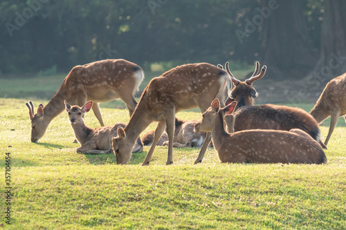 herd of deer in the meadow