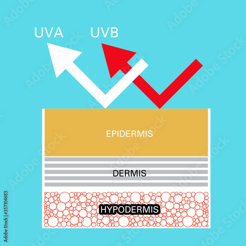 uv protection vector, Skin compare , Protect both UVA and UVB