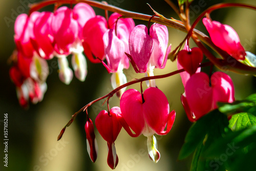 pink and white flower Dicentra formosa