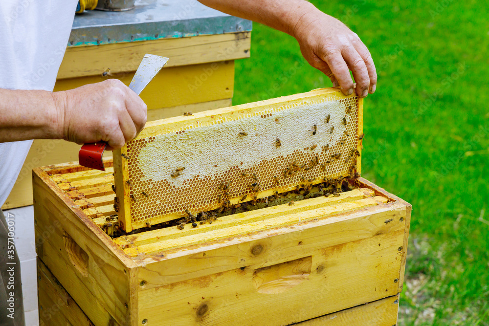Beekeeper holds a open honeycombs with frame raw honey Beekeeper holds a open honeycombs with frame raw honey
