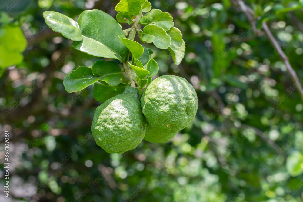Fresh bergamot and leaf on bergamot tree. Fresh bergamot and leaf on bergamot tree.