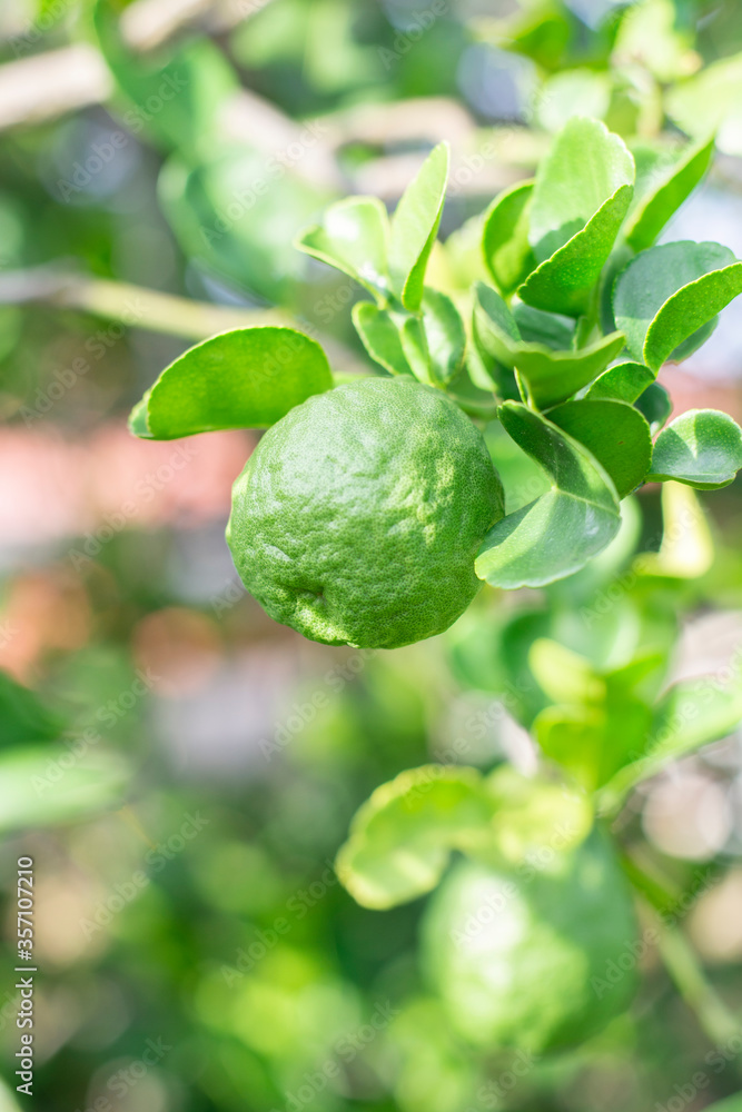 Fresh bergamot and leaf on bergamot tree. Fresh bergamot and leaf on bergamot tree.