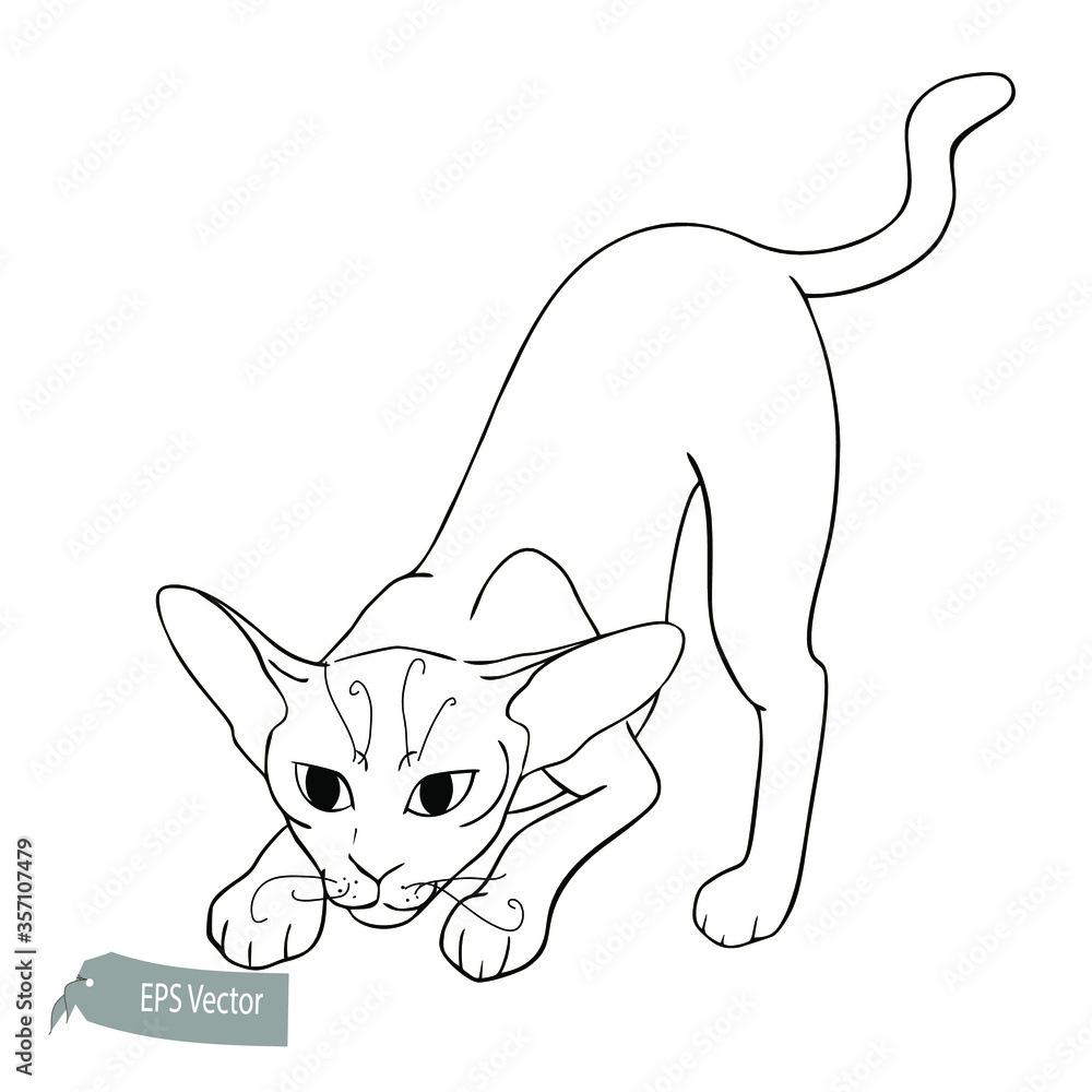 Fototapeta Cat line illustration. Vector. black and white. Ink style illustration. Hand drawn. Sketch
