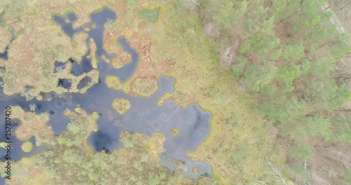 Wallpaper Mural Backwaters, swamps, lake, abandoned lake in the forest_2 Torontodigital.ca