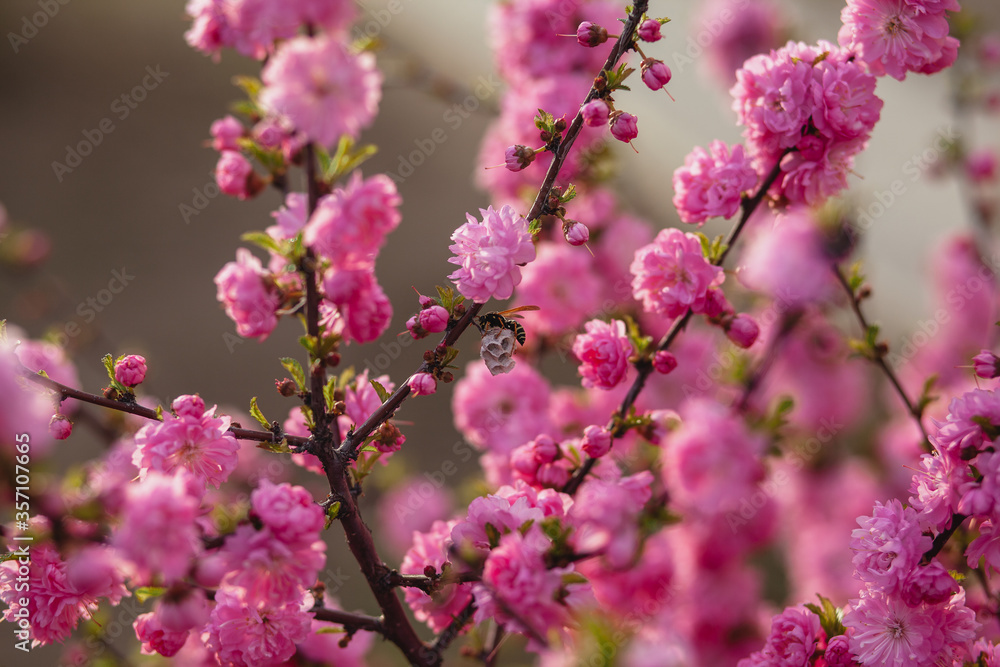 Sakura branch close up. Japanese pink flowers.
Sakura branch close up. Japanese pink flowers.