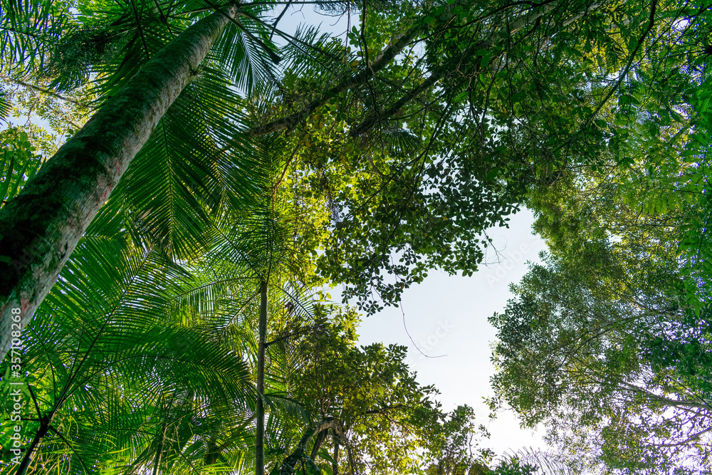 bottom view of trees in green forest with sky and sun rays bottom view of trees in green forest with sky and sun rays