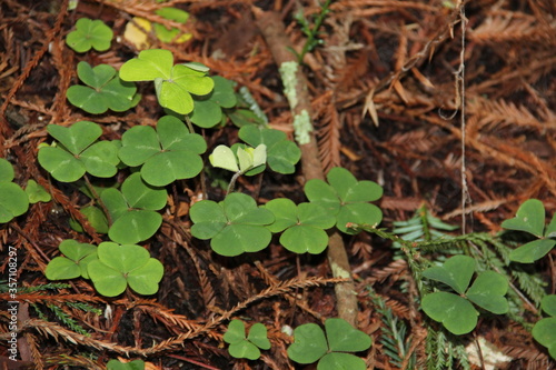 Some clover leaves