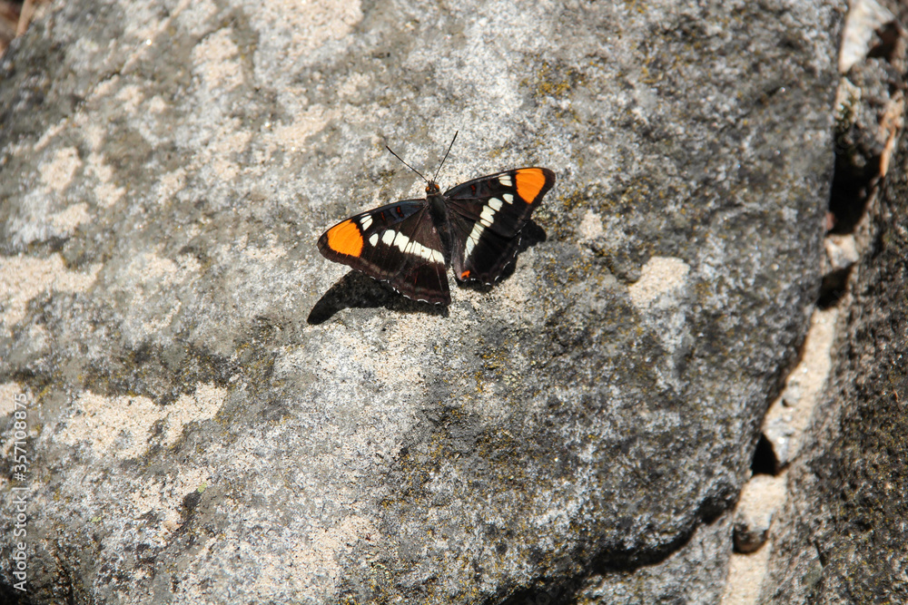 Monarch butterfly on the rock. Monarch butterfly on the rock.