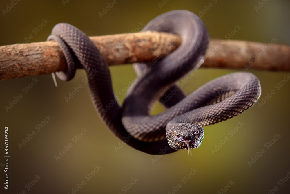 Mangrove viper on a twigs in tropical garden Mangrove viper on a twigs in tropical garden
