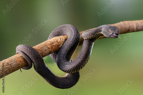 Mangrove Viper on branch in tropical garden 