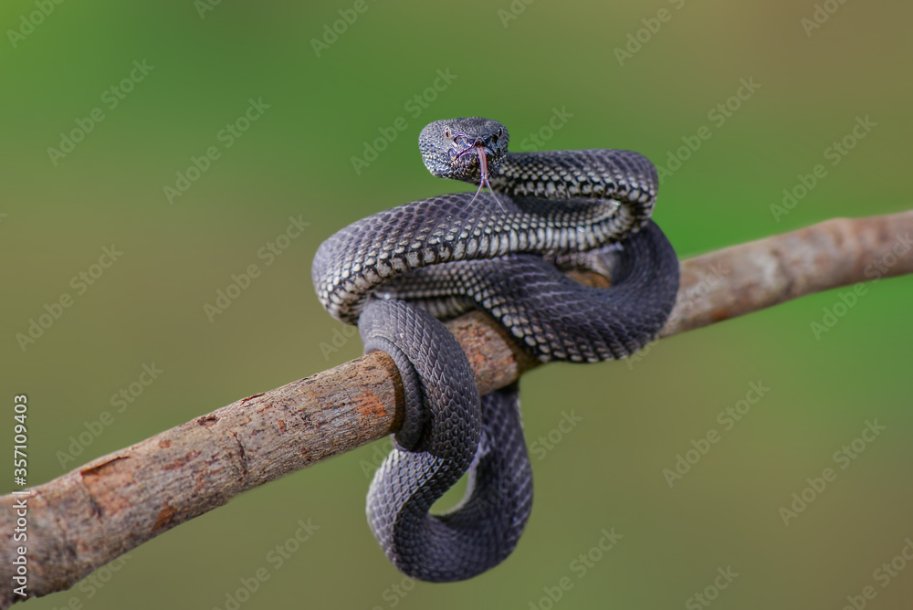 Mangrove venomous on branch in tropical garden Mangrove venomous on branch in tropical garden