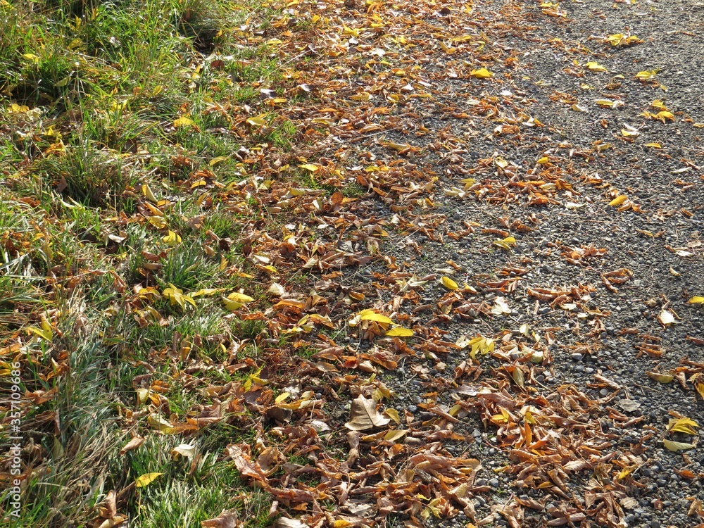 autumn leaves background