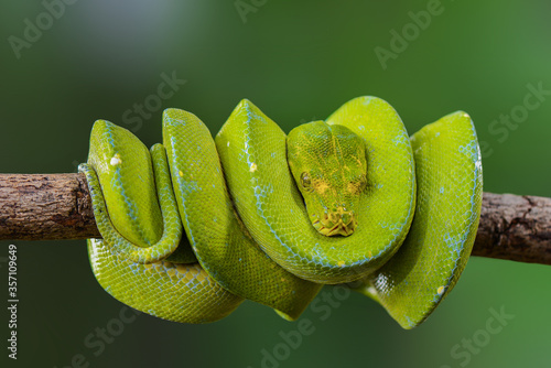 Green Python Tree on the branch in tropical garden 