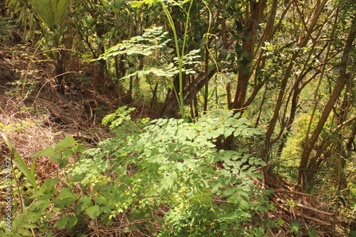 Green Drumstick tree or Moringa oleifera or kamunggay (bisaya dialect) in the Philippines.