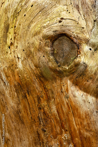 Patterns in a dead pine tree trunk.