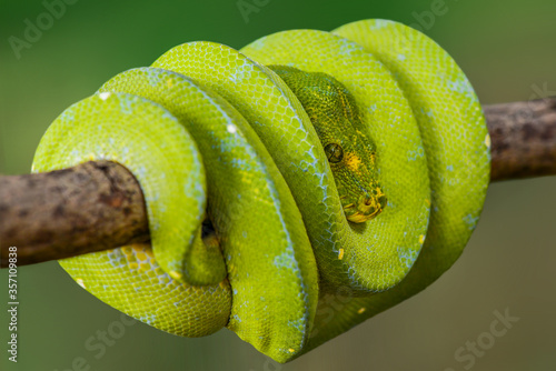 Green Python Tree on the branch in tropical garden 