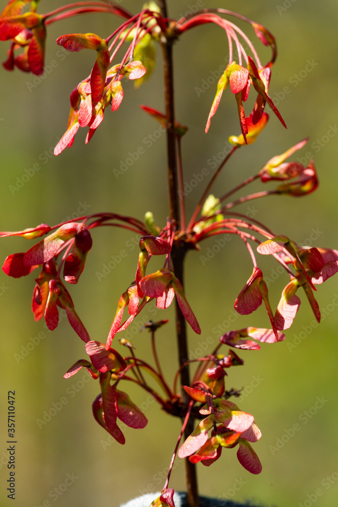 Red maple keys in Shenipsit Reservoir in Tolland, Connecticut.