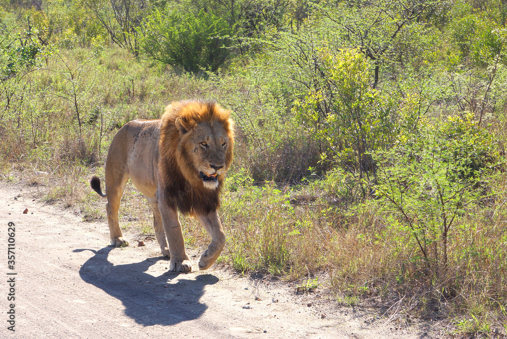 Naklejka premium Male lion walking on road in Kruger National Park.