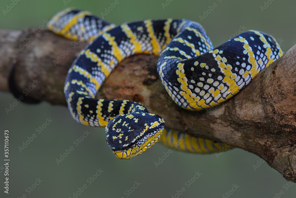 Obraz premium Wagler venomous a branch in tropical garden 