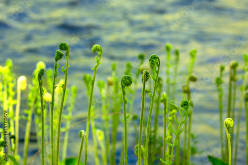 Cinnamon fern fiddleheads along the Willimantic River in Tolland, Connecticut. photo