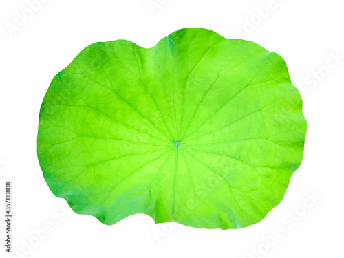 transparent isolated lotus leaf   die cut object closeup texture with green vivid color background