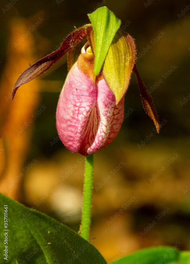 Pink lady's slipper flower in Tolland, Connecticut. Pink lady's slipper flower in Tolland, Connecticut.