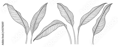 Exotic tropical leaf hand drawn vector. Botanical leaves black and white engraved ink art. Design for fabric, textile print, wrapping paper, fashion, interior design and cover.