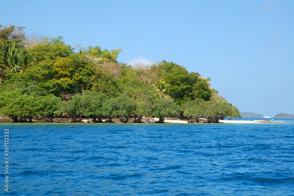 Mangrove trees at Calumbuyan island in Coron, Palawan, Philippines Mangrove trees at Calumbuyan island in Coron, Palawan, Philippines
