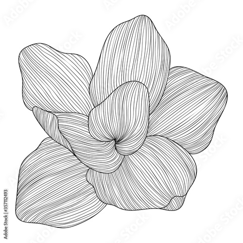 Εκτύπωση καμβά Abstract hand drawn floral line arts on white background vector illustration