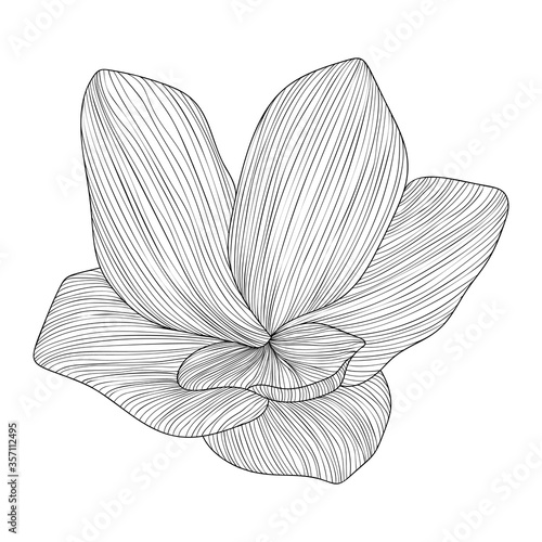 Abstract hand drawn floral line arts on white background vector illustration.