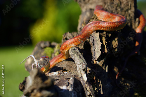 The corn snake (Pantherophis guttatus) with prey on a green background. A color mutation of a corn snake in a typical hunting position.Caramel color form.