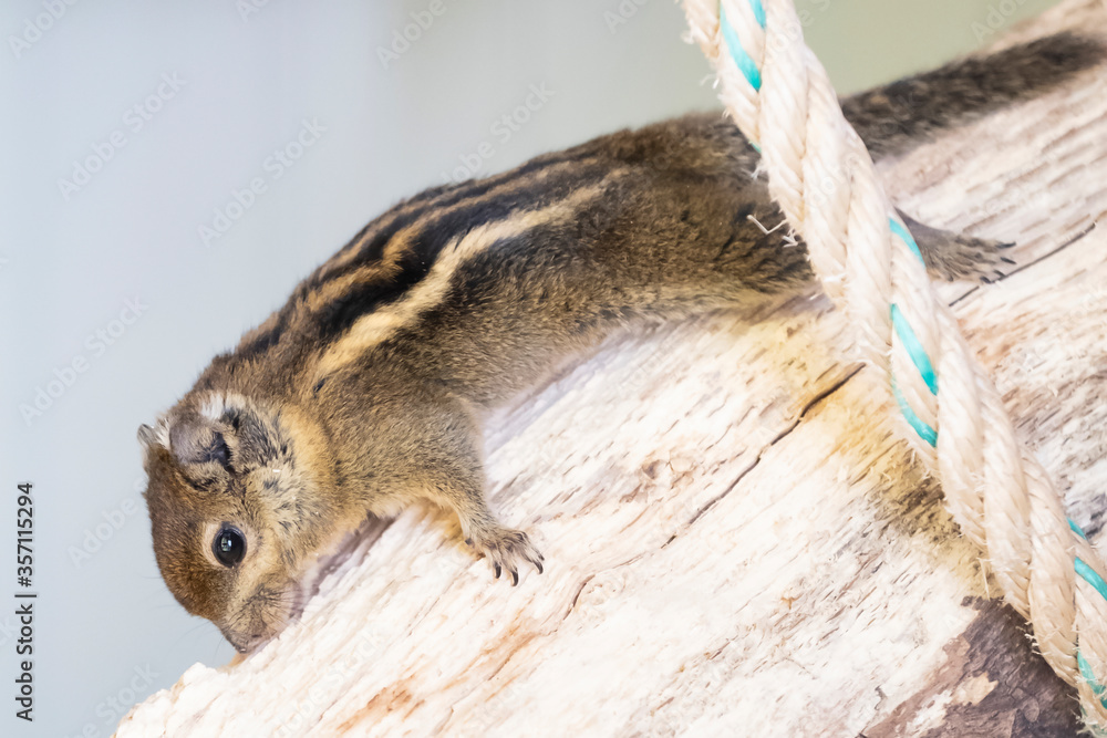 A striped rodents marmots chipmunks squirrel spotted on a tree trunk on hunting mood. Animal behavior themes. Focus on eye