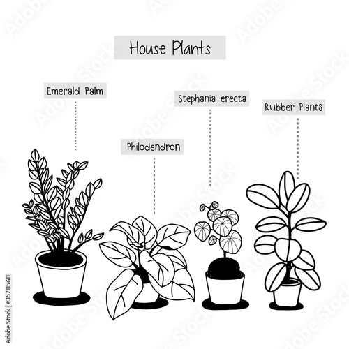 Hand drawn house plants in pots. 